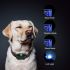Pantalla LCD recargable recargable de collar de entrenamiento de perros eléctrico 800YD para todos los tamizs Modo de vibración de choque